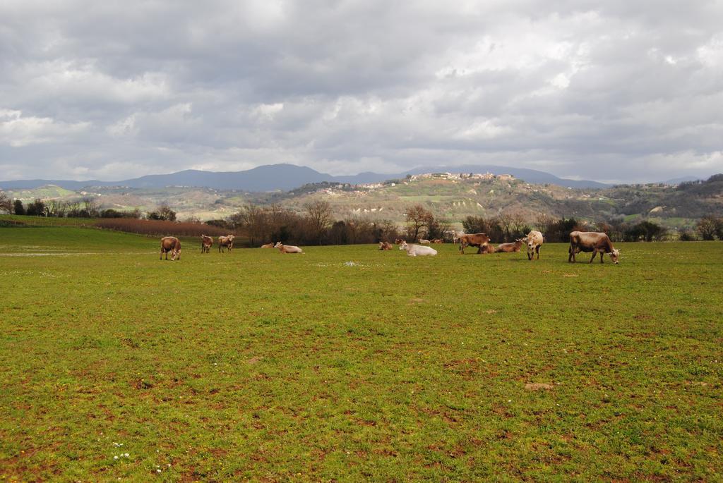 Fattoria Lucciano Villa Borghetto  Buitenkant foto