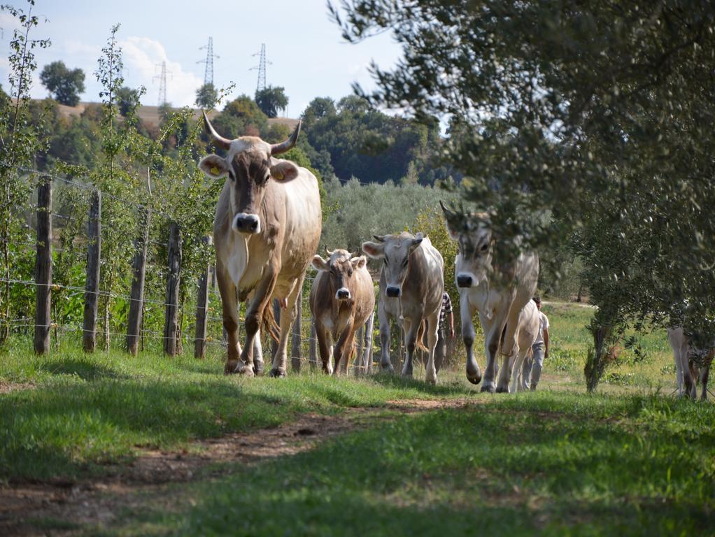 Fattoria Lucciano Villa Borghetto  Buitenkant foto